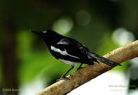 Magpie-Robin