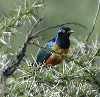 Hildebrandt's Starling p.500