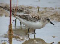 Red-Necked Stint Calidris ruficollis 좀도요