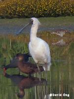 Royal Spoonbill