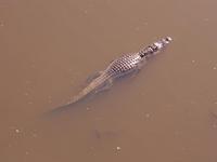 American Alligator