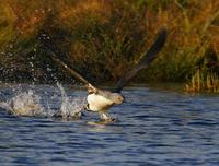 Red-throated Diver (Gavia stellata)