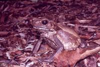 : Bufo guttatus