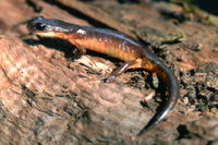 : Ensatina eschscholtzii; Ensatina