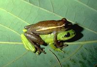 : Hyperolius cinnamomeoventris; Cinnamon-bellied Reed Frog