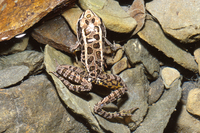 : Rana palustris; Pickerel Frog