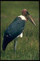 : Leptoptilos crumeniferus; Marabou Stork