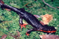 : Taricha rivularis; Red-bellied Newt