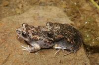 : Uperoleia laevigata; Smooth Toadlet