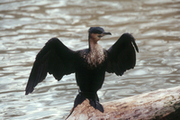 : Phalacrocorax lucidus; White-breasted Cormorant