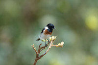 : Saxicola torquata; Common Stonechat