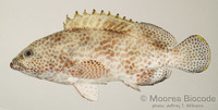 : Epinephelus merra