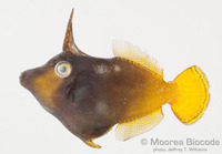 : Pervagor aspricaudus