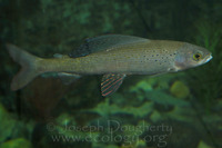 : Thymallus arcticus; Arctic Grayling