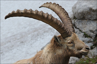 : Capra ibex ibex