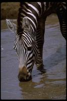 : Equus zebra; Mountain Zebra