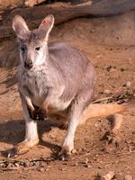 : Macropus robustus robustus; Wallaroo