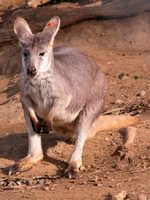 : Macropus robustus robustus; Wallaroo