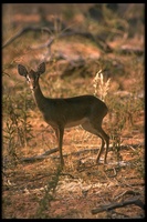 : Madoqua sp.; Dik-dik