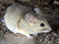 : Neotoma albigula; White-throated Woodrat