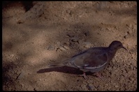 : Zenaida asiatica; White-winged Dove