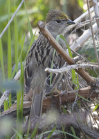 : Zonotrichia atricapilla; Golden-crowned Sparrow