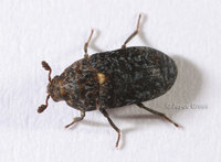 : Dermestes talpinus