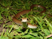 : Mastigodryas boddaerti; Cazadora