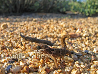 : Pachydactylus barnardi; Barnard's Thick-toed Gecko