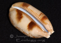 : Cypraea argus; Argus Cowry, Argus Cowrie