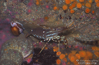 : Pandalus platycerus; Spot Prawn;