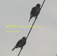 밀화부리가 벌써 ..Yellow-billed Grosbe...