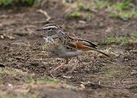 Foxy Lark