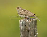 flekkdverglerke / lesser short-toed lark (Calandrella rufescens)