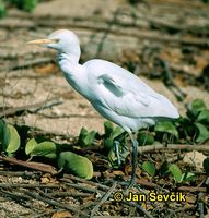 Photo of volavka rusovlasá, Bubulcus ibis, Cattle Egret