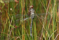 Siv-Mosaikguldsmed (Aeshna juncea ) Foto/billede af