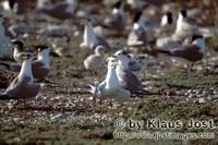 Eilseeschwalbe/Swift tern/Sterna bergii