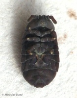 Tetrodontophora bielanensis - Giant springtail