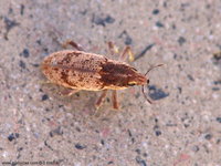 Conorhynchus mendicus