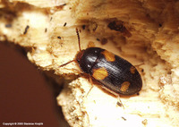 Mycetophagus quadripustulatus