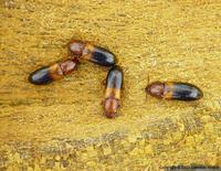 Corticeus bicolor