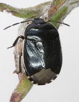 Canthophorus impressus