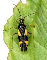 Dryophilocoris flavoquadrimaculatus