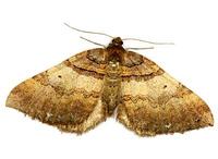 Anticlea badiata - Shoulder-stripe