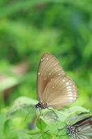 Euploea core - Common Indian Crow