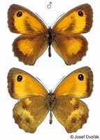 Pyronia tithonus - Gatekeeper