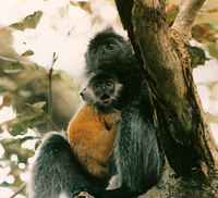 Silvered langur (Trachypithecus cristatus)