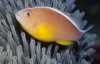 Amphiprion akallopisos, Skunk clownfish: aquarium