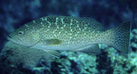 Mycteroperca rosacea, Leopard grouper: fisheries