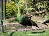 Green Peafowl Pavo muticus